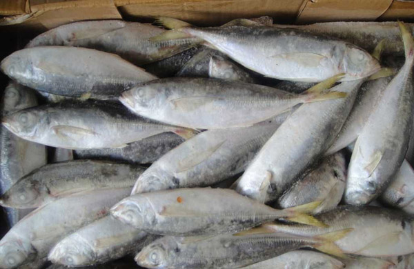 魚(yú)類冷藏