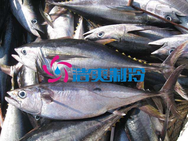 浩爽制冷，海鮮冷凍庫